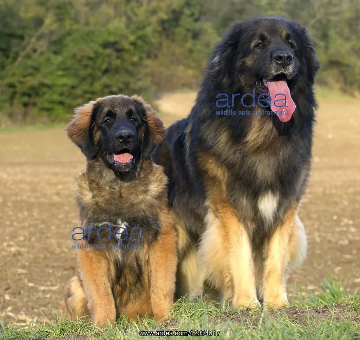  : Dog - Leonberger - adult & puppy