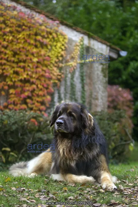  : Dog - Leonberger. laying down