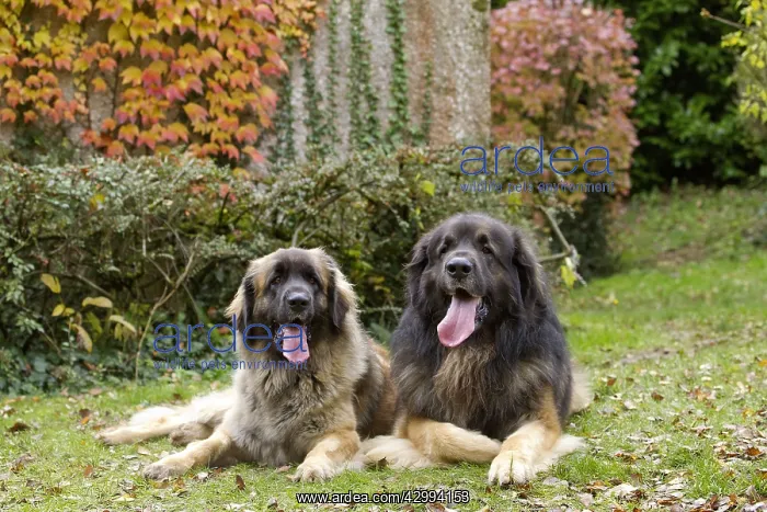  : Dog - Leonberger. laying down - mouth open