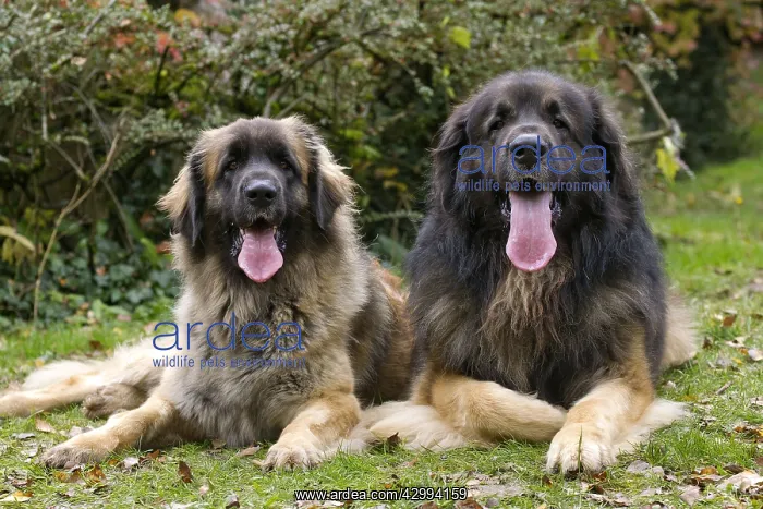 : Dog - Leonberger. laying down - mouth open : Dog - Leonberger. laying down - mouth open