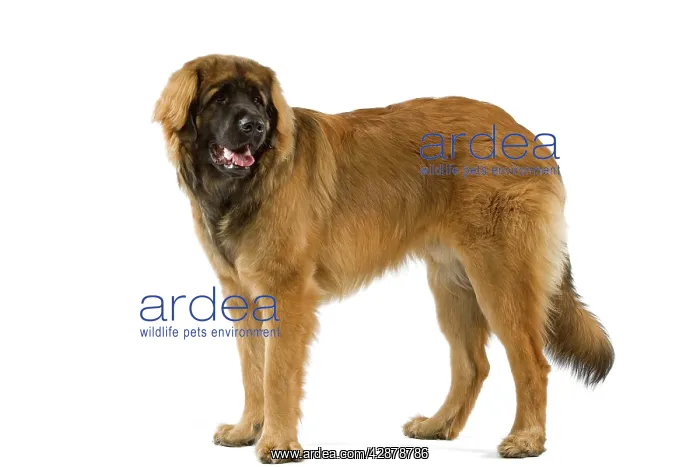  : Dog - Leonberger  /  Leonberg