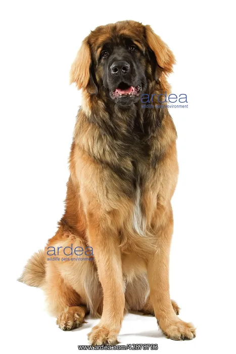  : Dog - Leonberger  /  Leonberg