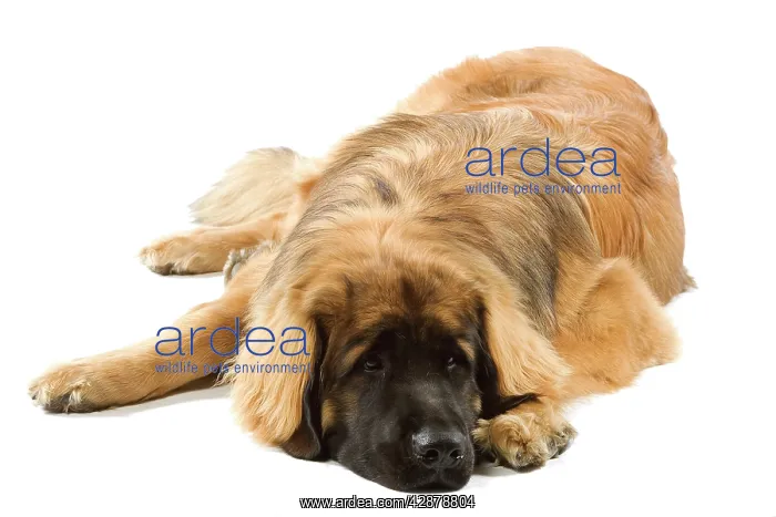  : Dog - Leonberger  /  Leonberg - lying down