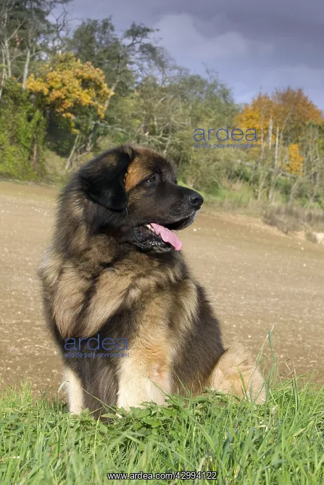  : Dog - Leonberger. mouth open