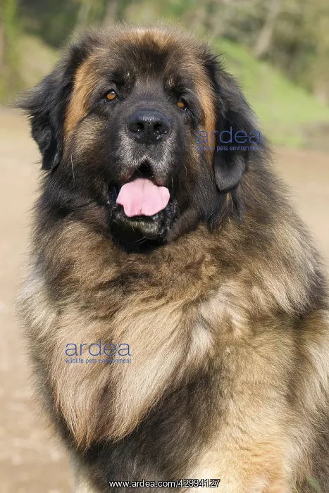  : Dog - Leonberger. mouth open