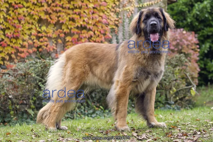  : Dog - Leonberger. mouth open