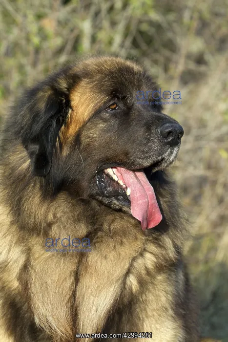 : Dog - Leonberger. mouth open : Dog - Leonberger. mouth open