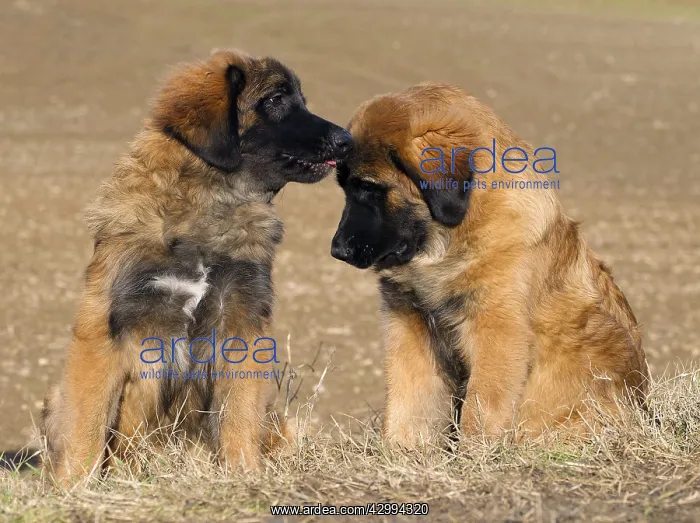 : Dog - Leonberger - puppies : Dog - Leonberger - puppies