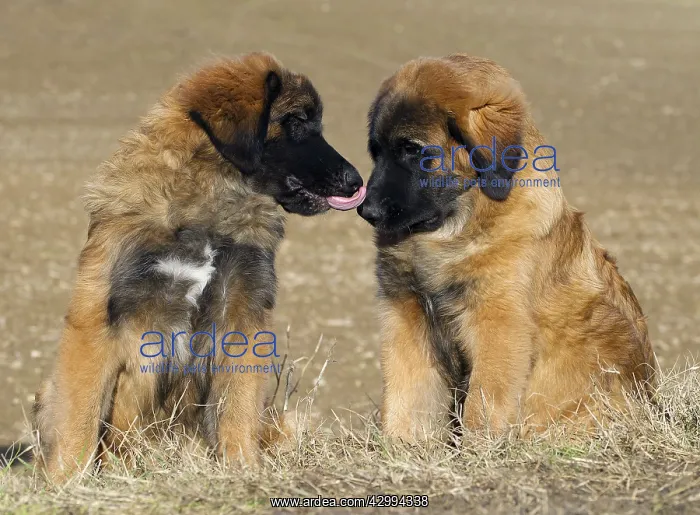  : Dog - Leonberger - puppies