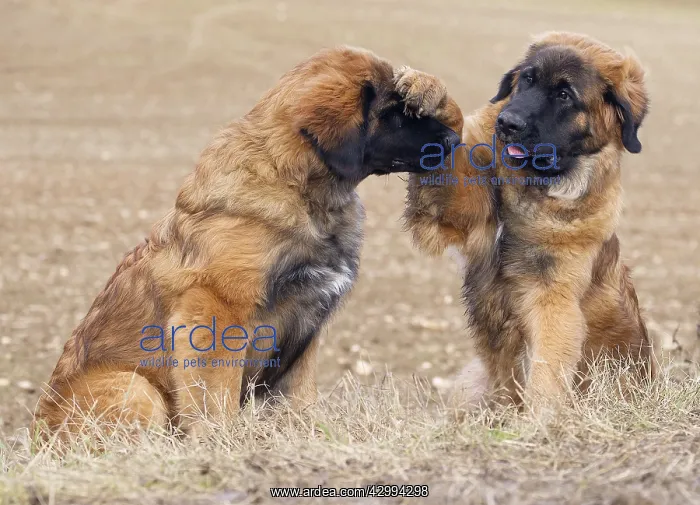  : Dog - Leonberger - puppies playing