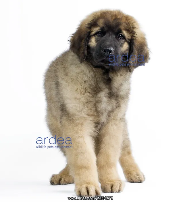  : Dog - Leonberger - puppy