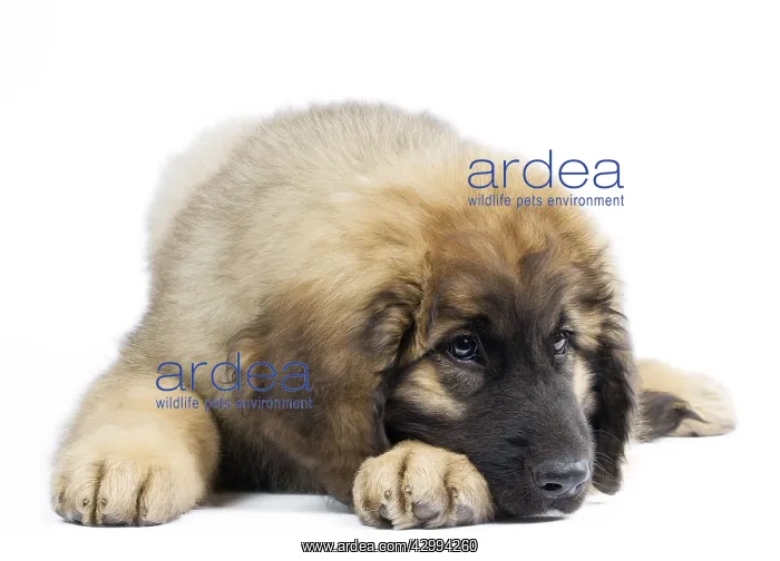 : Dog - Leonberger - puppy laying down : Dog - Leonberger - puppy laying down