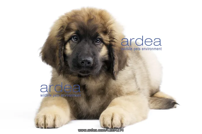  : Dog - Leonberger. puppy laying down