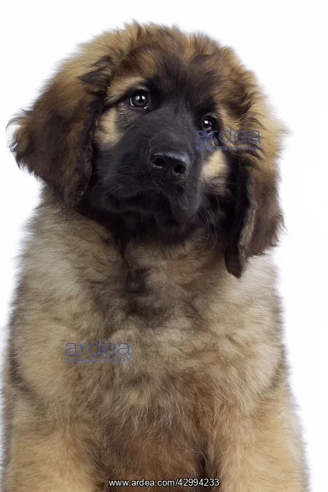  : Dog - Leonberger. puppy - portrait