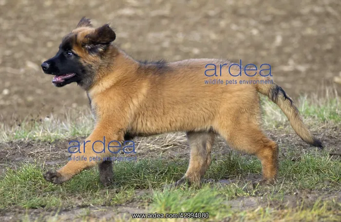  : Dog - Leonberger - puppy running