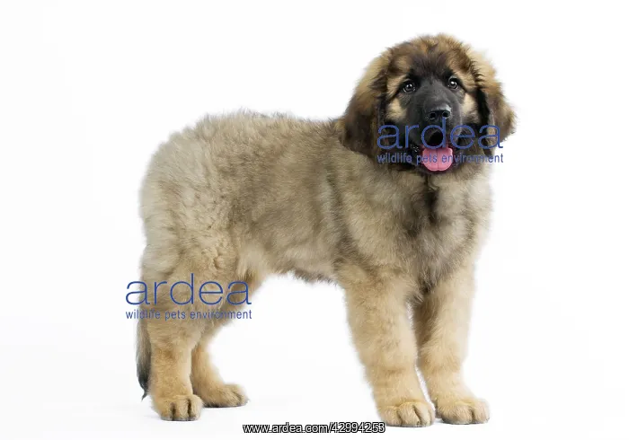  : Dog - Leonberger - puppy standing - mouth open
