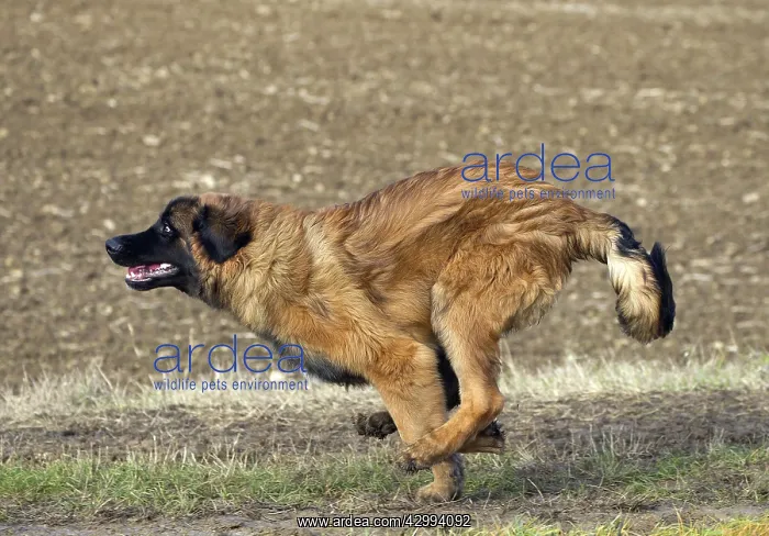  : Dog - Leonberger - running