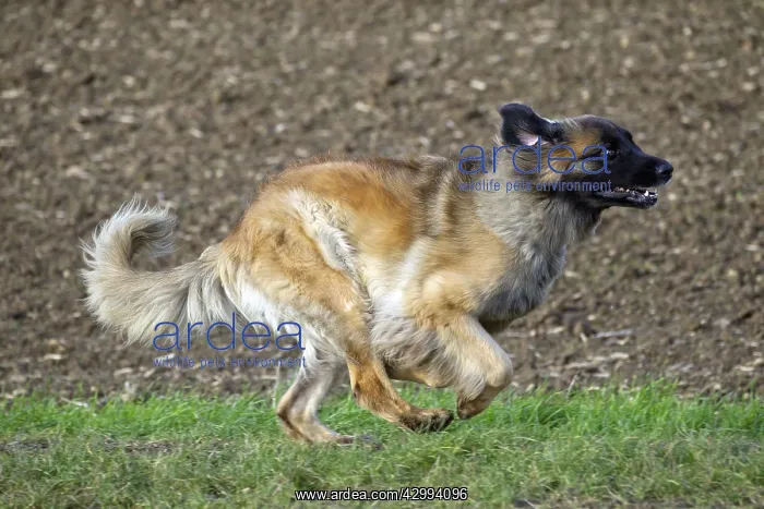  : Dog - Leonberger. running