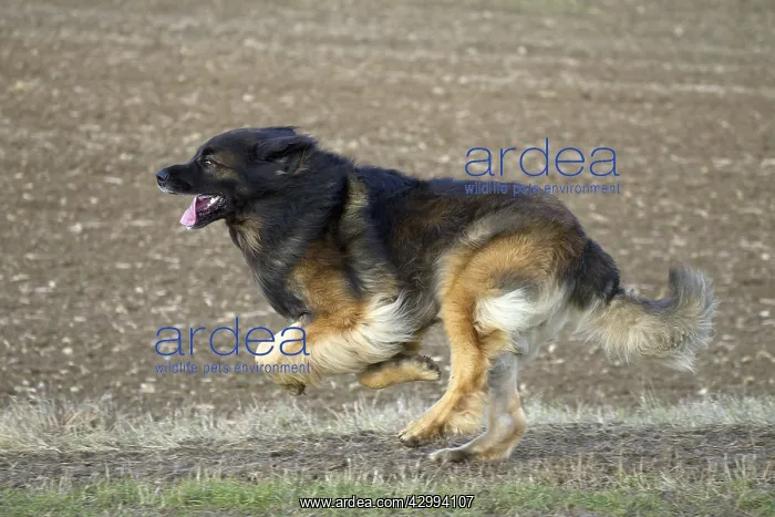  : Dog - Leonberger. running