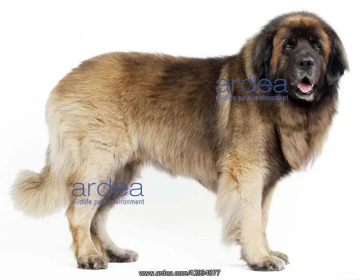  : Dog - Leonberger. standing - studio