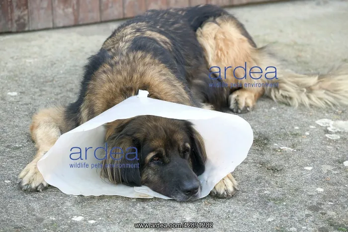 : Dog - Leonberger - wearing Elizabethan / Surgical collar : Dog - Leonberger - wearing Elizabethan / Surgical collar