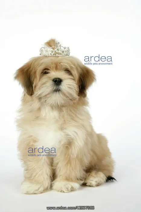  : DOG - Lhasa Apso - 12 week old puppy