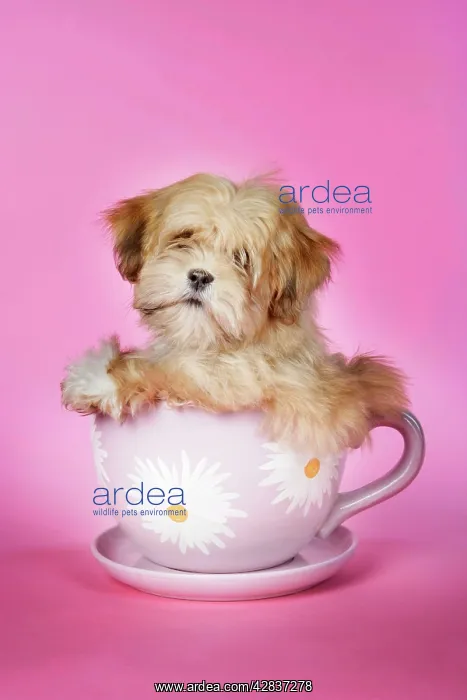  : Dog - Lhasa Apso - 12 week old puppy in a big teacup