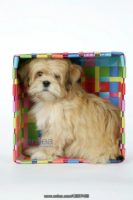  : DOG - Lhasa Apso - 12 week old puppy in box