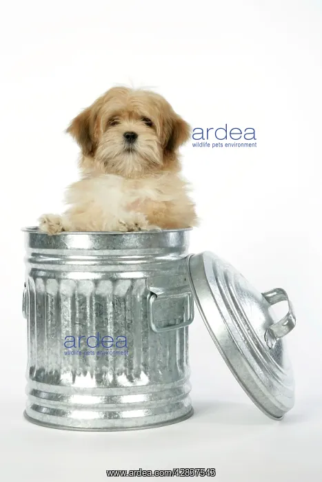  : DOG - Lhasa Apso - 12 week old puppy in dustbin