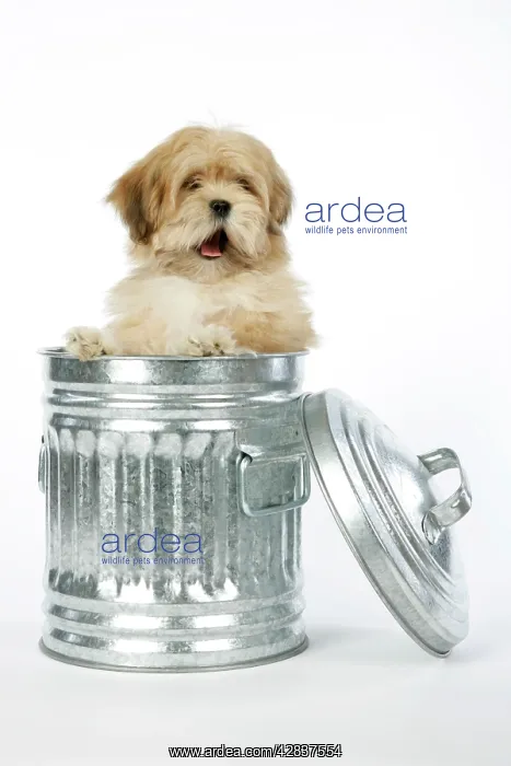 : DOG - Lhasa Apso - 12 week old puppy in dustbin