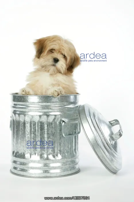  : DOG - Lhasa Apso - 12 week old puppy in dustbin