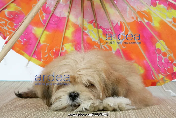 : DOG - Lhasa Apso - 12 week old puppy lying under parasol : DOG - Lhasa Apso - 12 week old puppy lying under parasol
