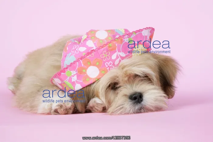 : DOG - Lhasa Apso - 12 week old puppy with a pink hat : DOG - Lhasa Apso - 12 week old puppy with a pink hat