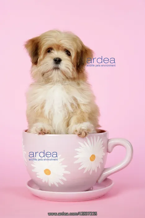  : DOG - Lhasa Apso - 12 week old puppy in tea cup