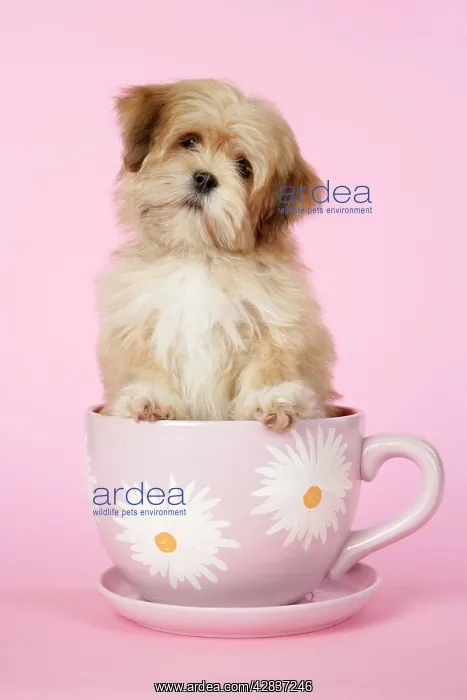 : DOG - Lhasa Apso - 12 week old puppy in tea cup : DOG - Lhasa Apso - 12 week old puppy in tea cup