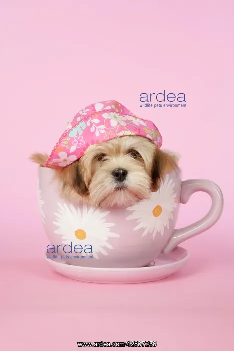  : DOG - Lhasa Apso - 12 week old puppy in tea cup