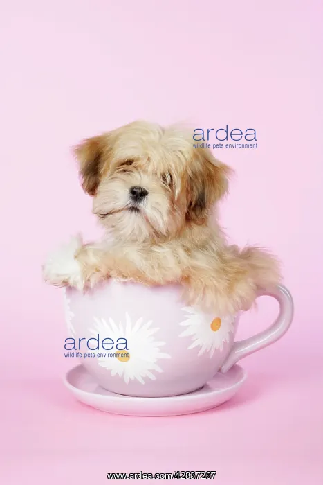  : DOG - Lhasa Apso - 12 week old puppy in tea cup