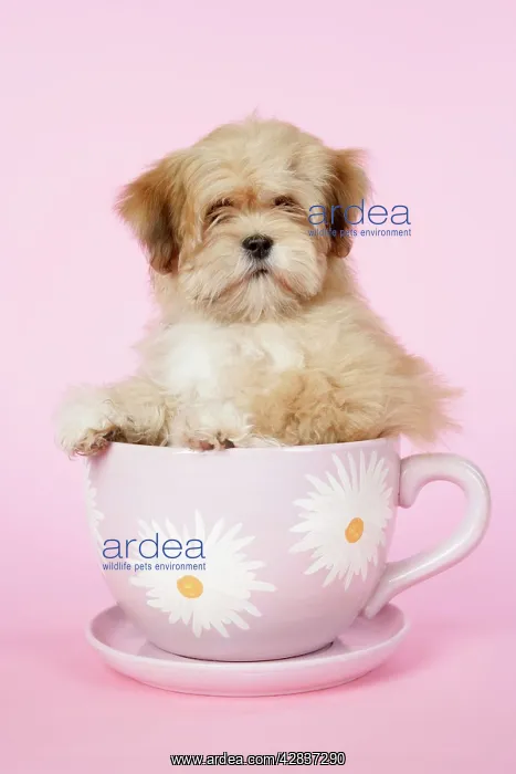  : DOG - Lhasa Apso - 12 week old puppy in tea cup