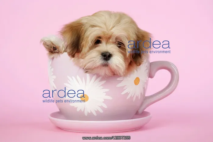  : DOG - Lhasa Apso - 12 week old puppy in tea cup