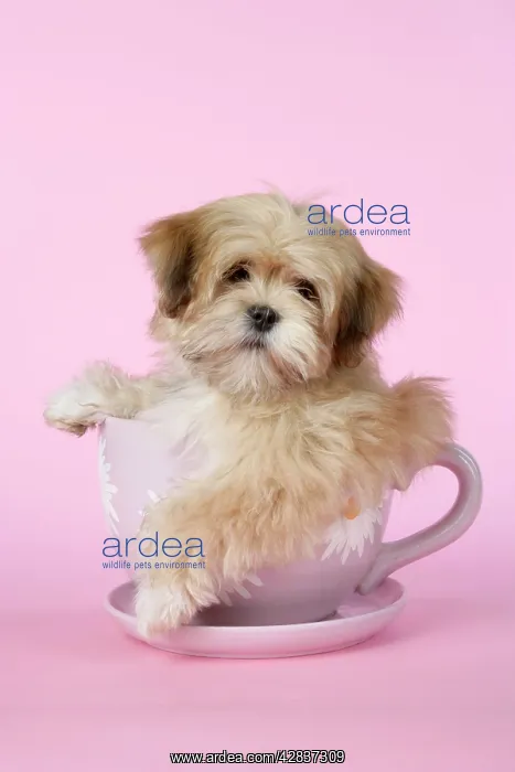  : DOG - Lhasa Apso - 12 week old puppy in tea cup