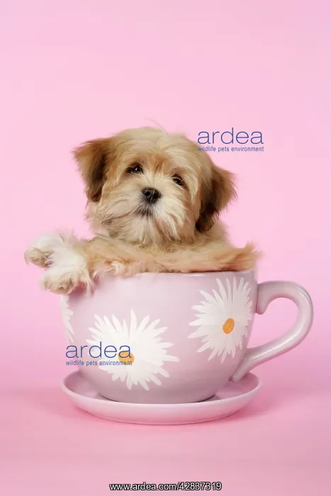 : DOG - Lhasa Apso - 12 week old puppy in tea cup
