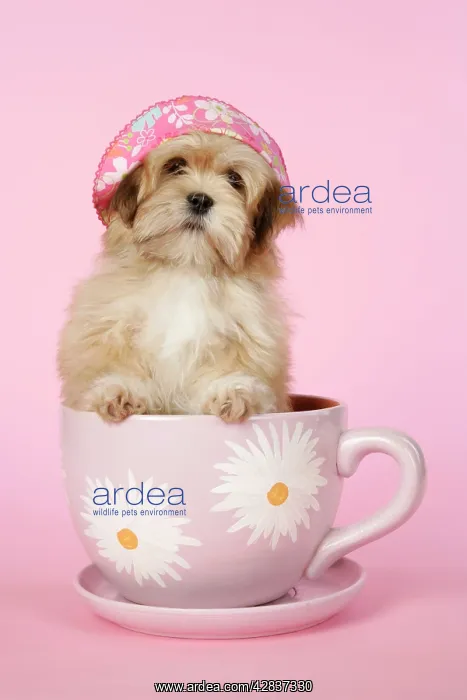  : DOG - Lhasa Apso - 12 week old puppy in tea cup