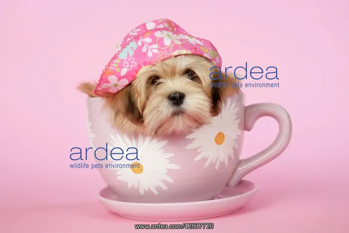 : DOG - Lhasa Apso - 12 week old puppy in tea cup wearing hat : DOG - Lhasa Apso - 12 week old puppy in tea cup wearing hat