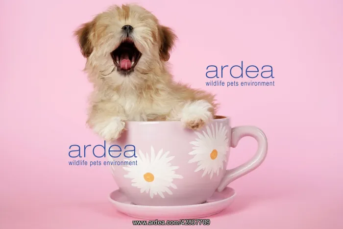 : DOG - Lhasa Apso - 12 week old puppy in tea cup yawning : DOG - Lhasa Apso - 12 week old puppy in tea cup yawning