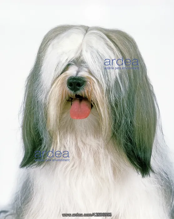  : Dog - Lhasa Apso