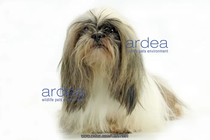 : Dog - Lhasa Apso : Dog - Lhasa Apso