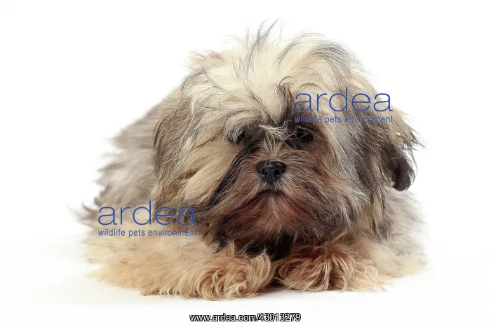  : Dog Lhasa Apso
