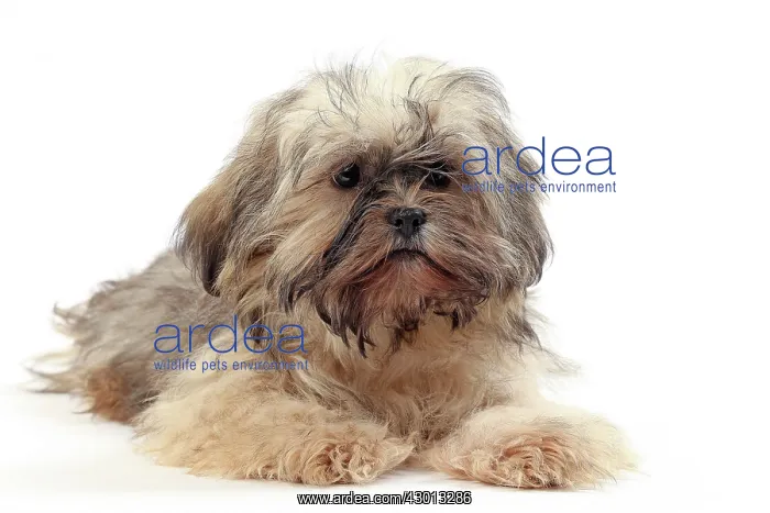  : Dog Lhasa Apso