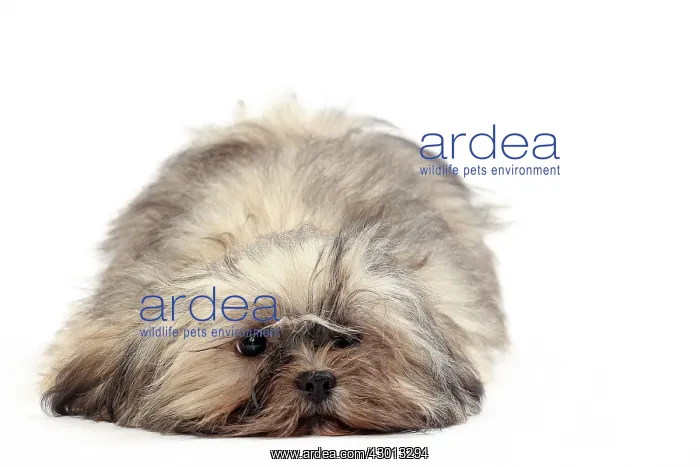  : Dog Lhasa Apso