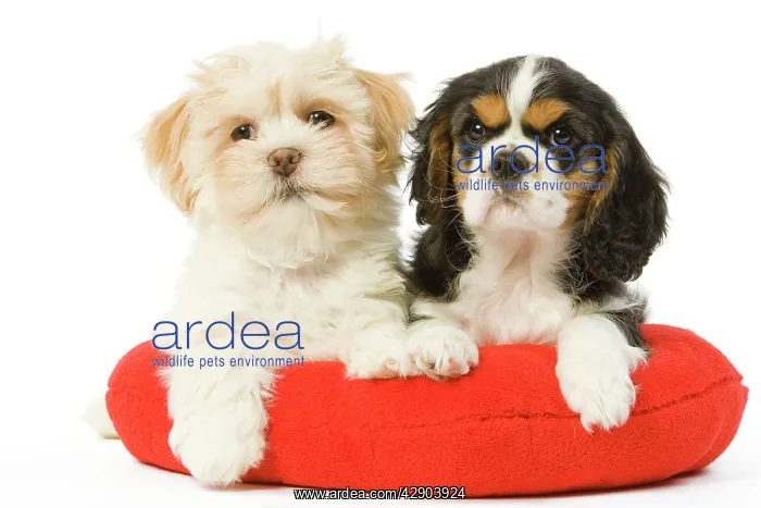 : Dog - Lhasa Apso & Cavalier King Charles Spaniel : Dog - Lhasa Apso & Cavalier King Charles Spaniel